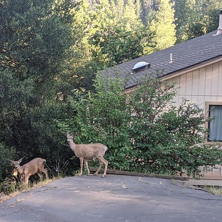 Yosemite Haven @ Pine Mountain Lake. Dog Friendly! غروفلاند المظهر الخارجي الصورة
