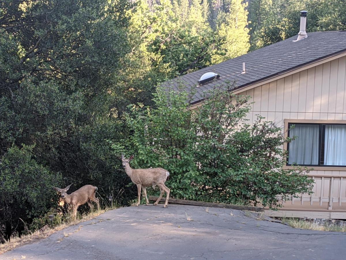 Yosemite Haven @ Pine Mountain Lake. Dog Friendly! غروفلاند المظهر الخارجي الصورة